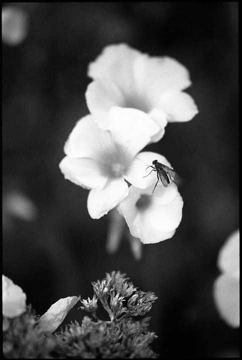 A fly rests on a white flower with other flowers and foliage in the background.