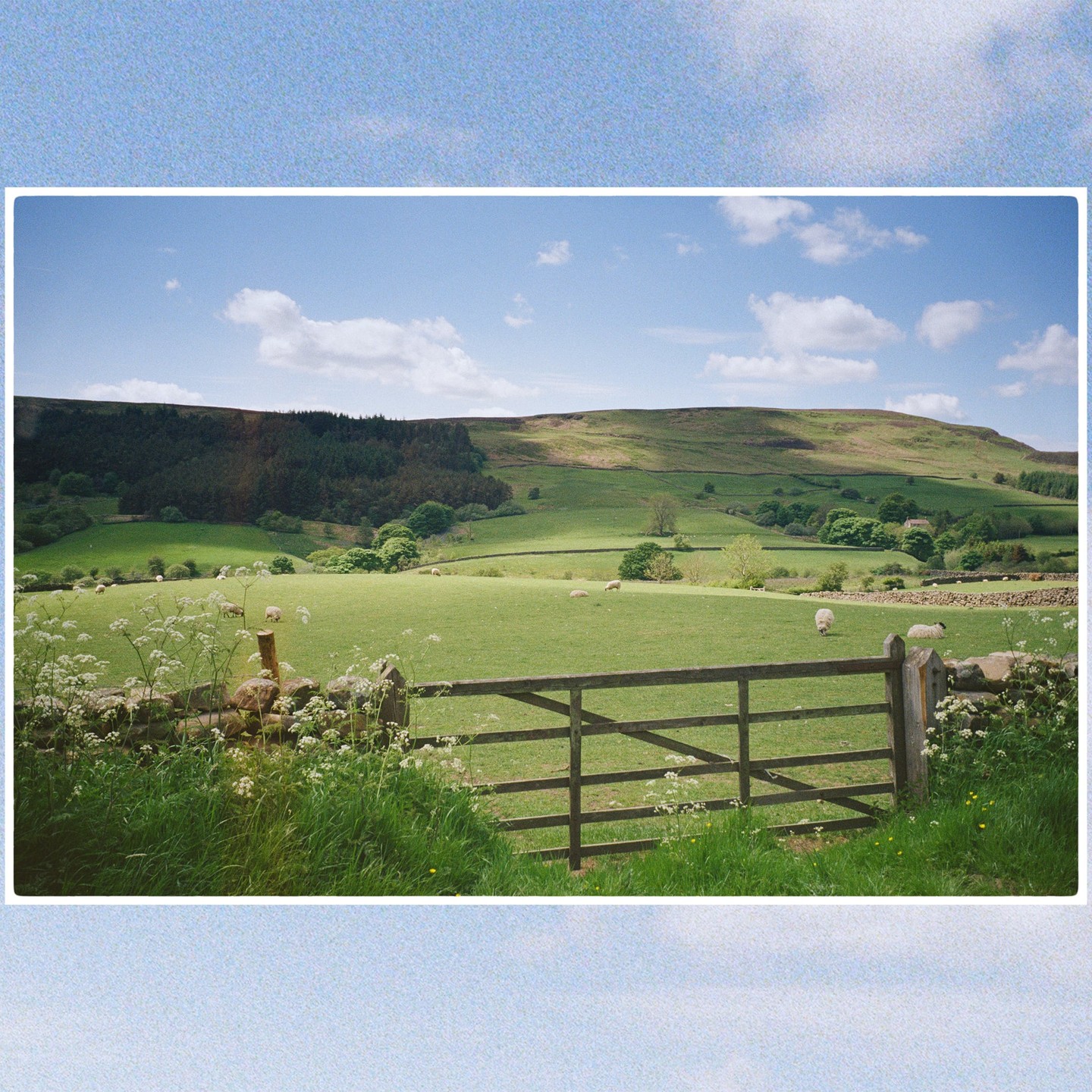 A wooden gate stands in front of a green field with sheep and rolling hills under a blue sky.