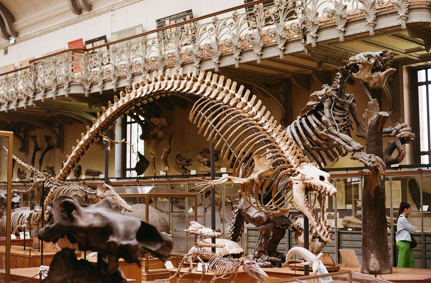 A large dinosaur skeleton is displayed in a museum hall with a woman standing nearby.