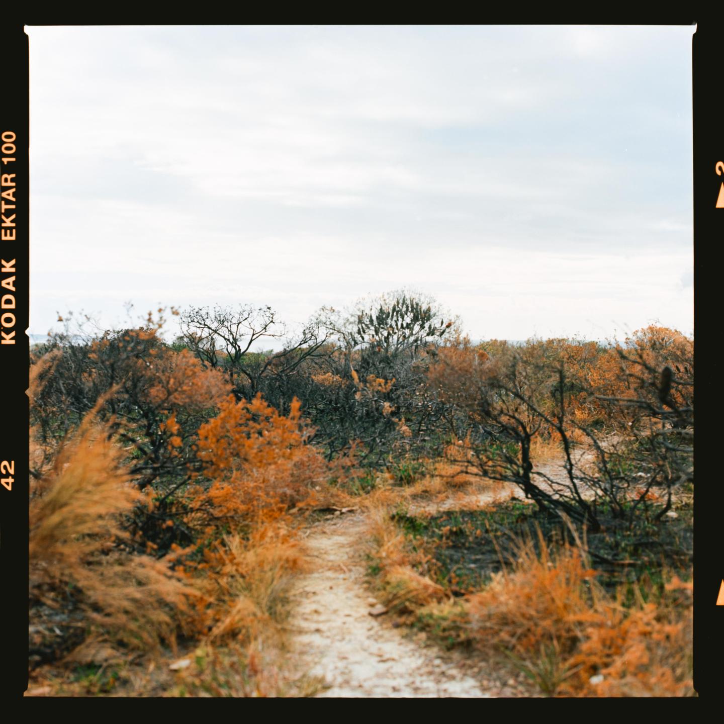 A narrow dirt path leads through a landscape of dry, orange-hued bushes and trees under a cloudy sky.