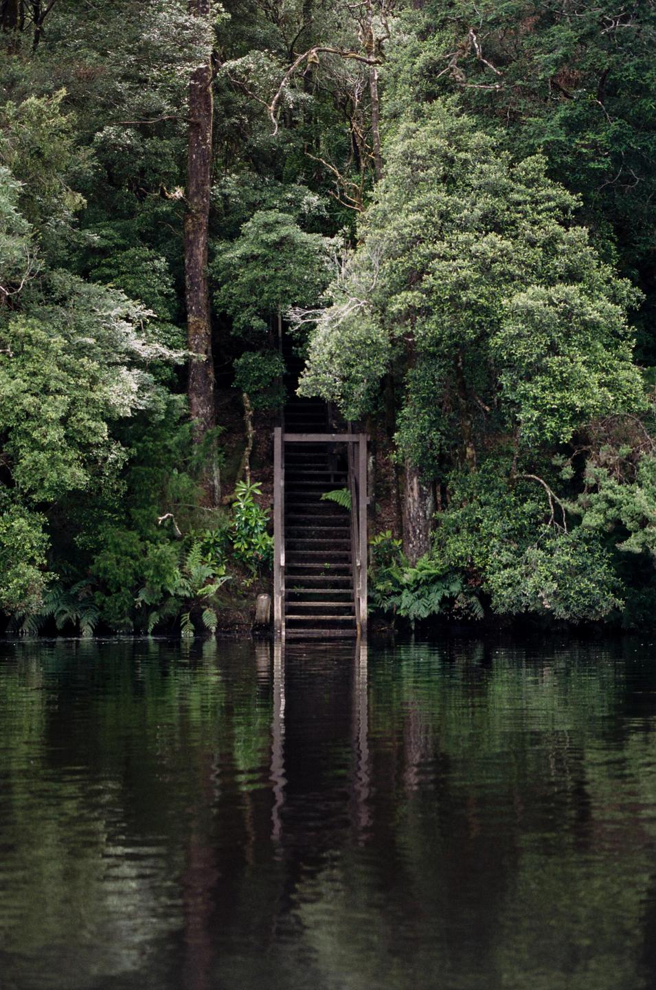 A wooden staircase descends into dark water from a lush, green forest.
