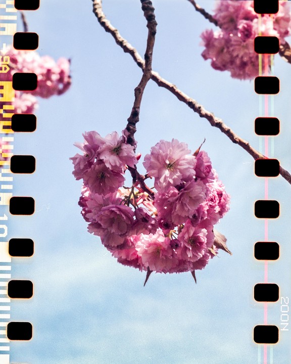 A cluster of pink blossoms hangs from a branch against a clear blue sky.