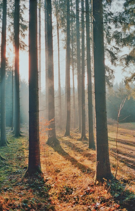 Sunlight streams through a hazy forest, casting long shadows on the ground.