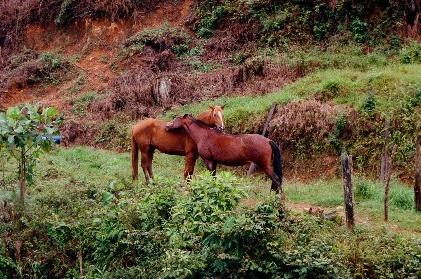 Two brown horses stand close together on a grassy hillside with dense foliage and a dirt slope in the background.