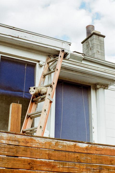 An opossum is climbing a ladder leaning against a white building with blue windows.