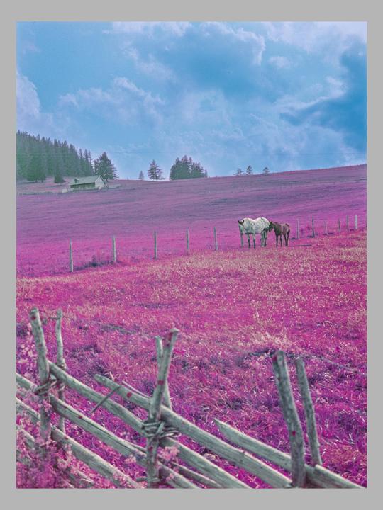 Two horses stand in a bright purple field with a wooden fence in the foreground and a house and trees on a distant hill.