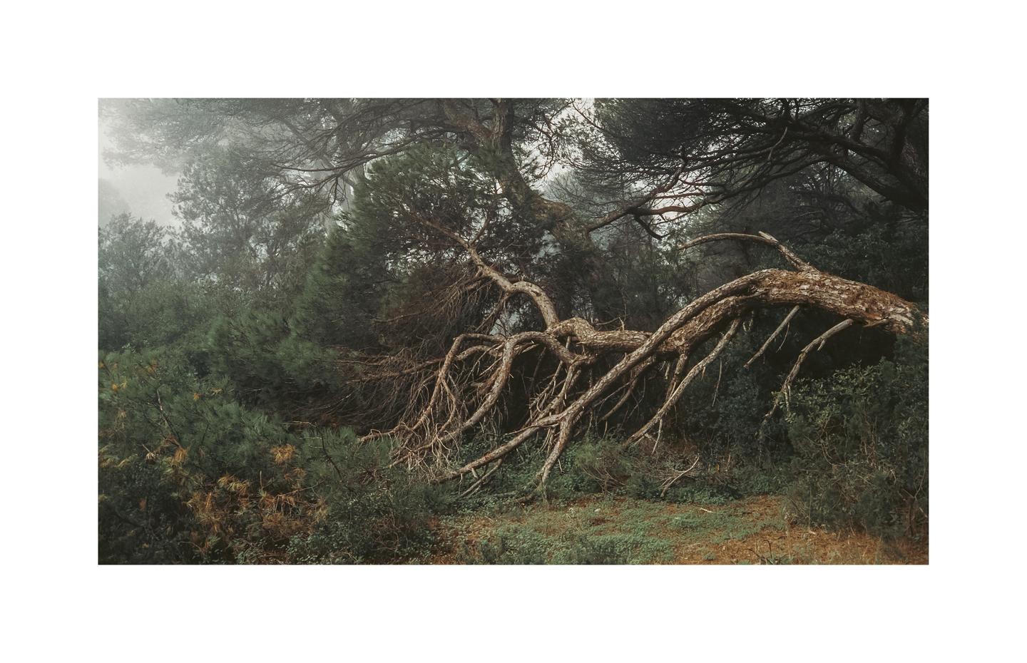 A fallen tree with many branches lies across a forest floor with other trees and fog in the background.