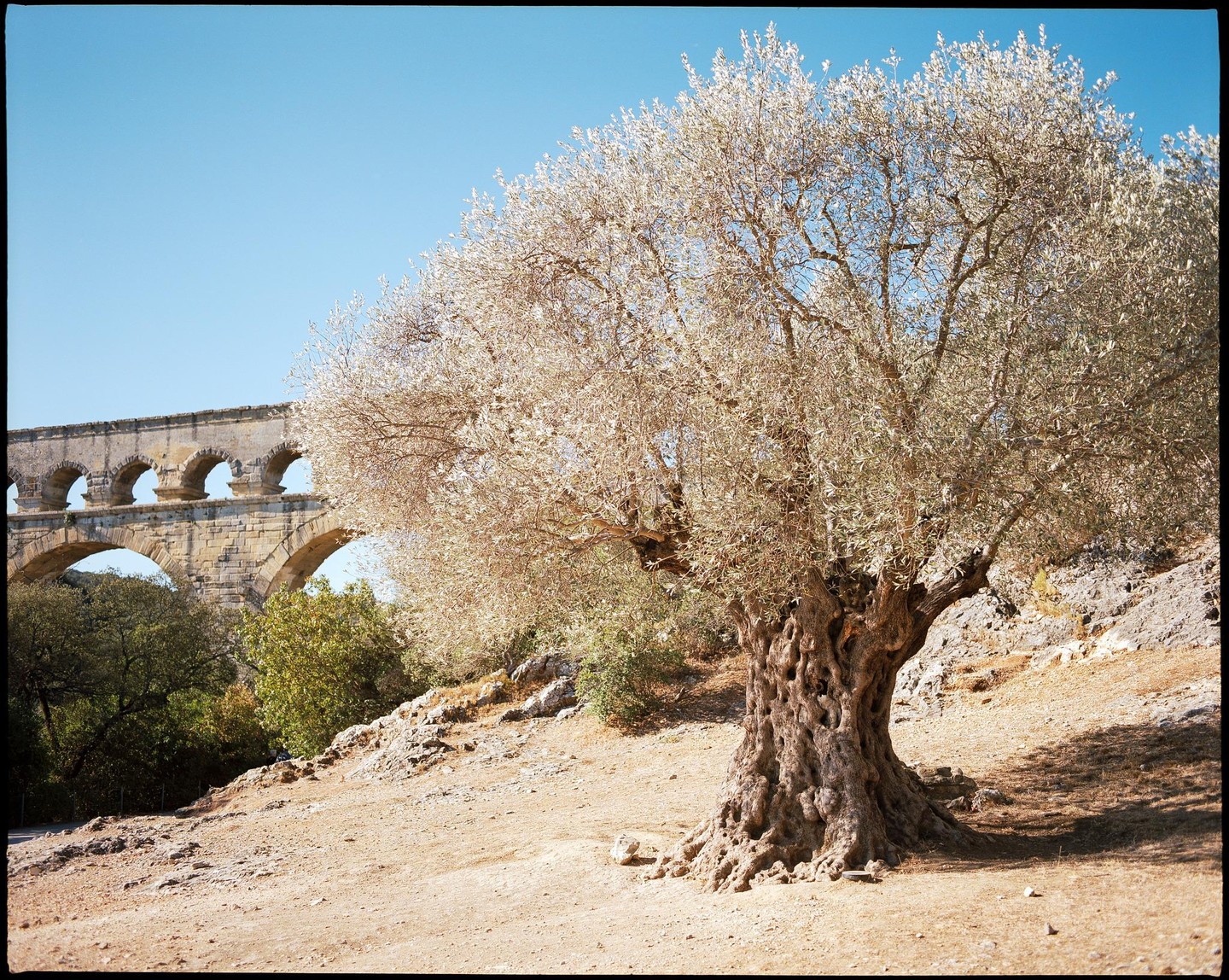 An ancient olive tree with a gnarled trunk stands on a dry, rocky slope with a stone aqueduct in the background.