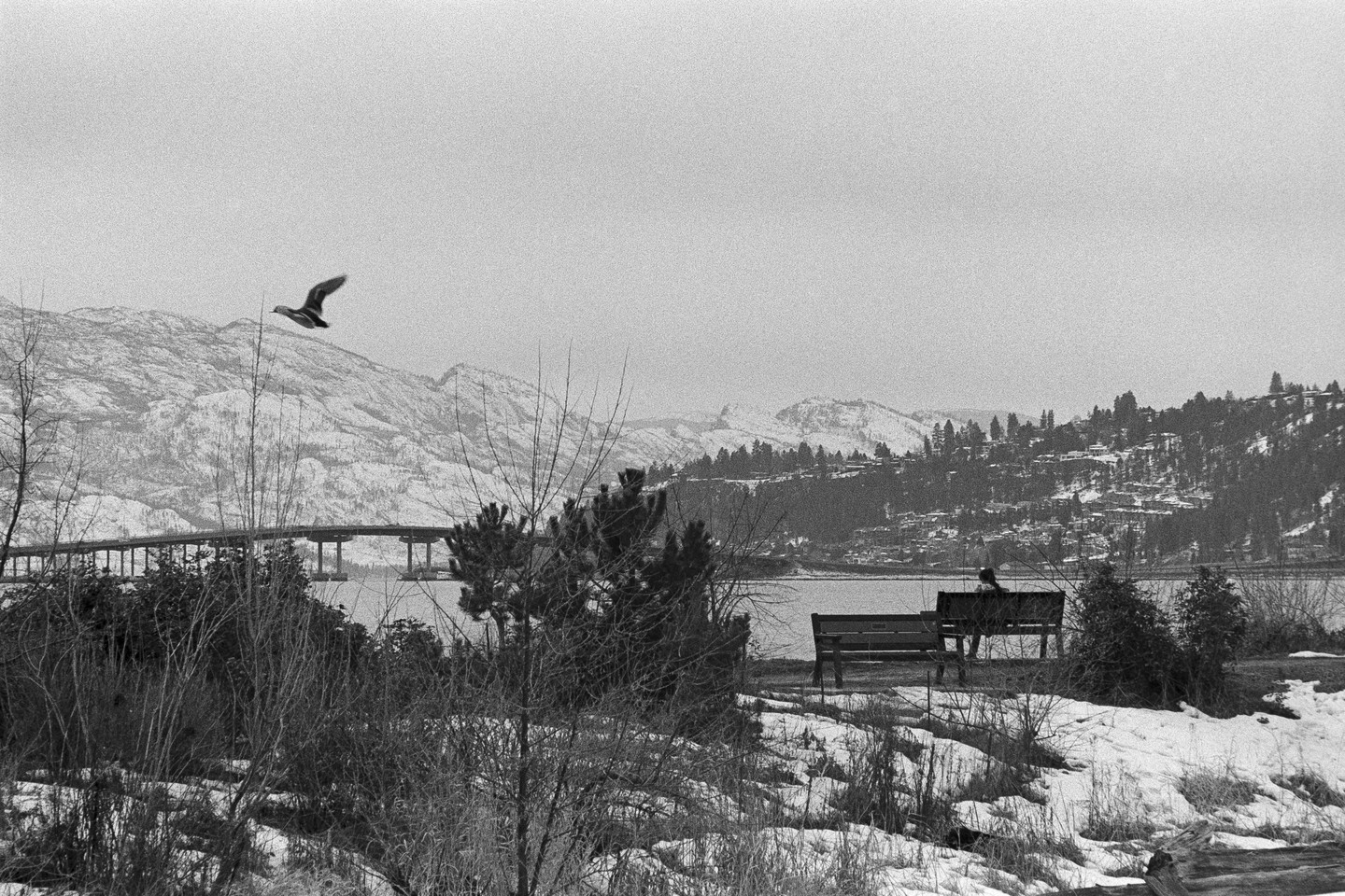 A bird flies over a snowy landscape with a lake, mountains, and a bridge in the background.