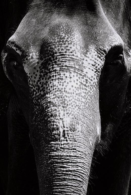 A close-up, black and white portrait shows the textured skin and trunk of an elephant.