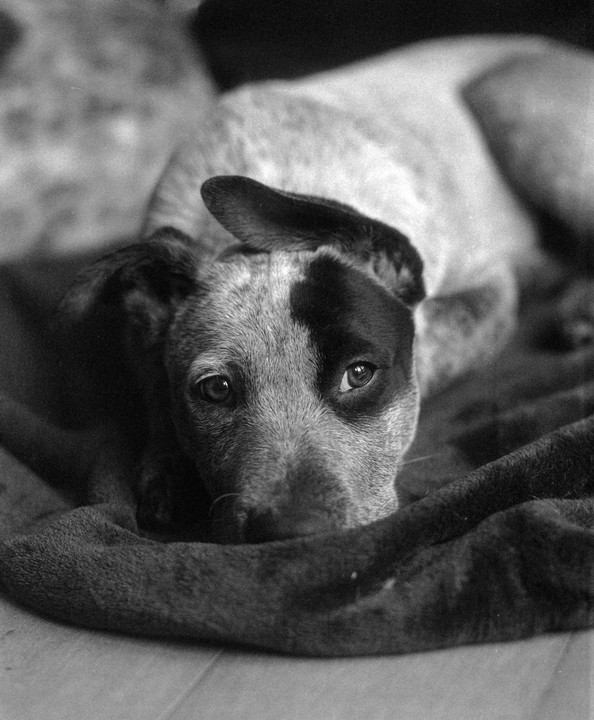 A dog with one ear up and one ear down lies on a blanket, looking directly at the viewer.