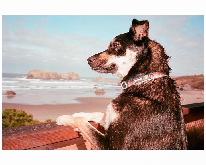 A dog stands on a wooden railing overlooking a beach with rock formations in the water.