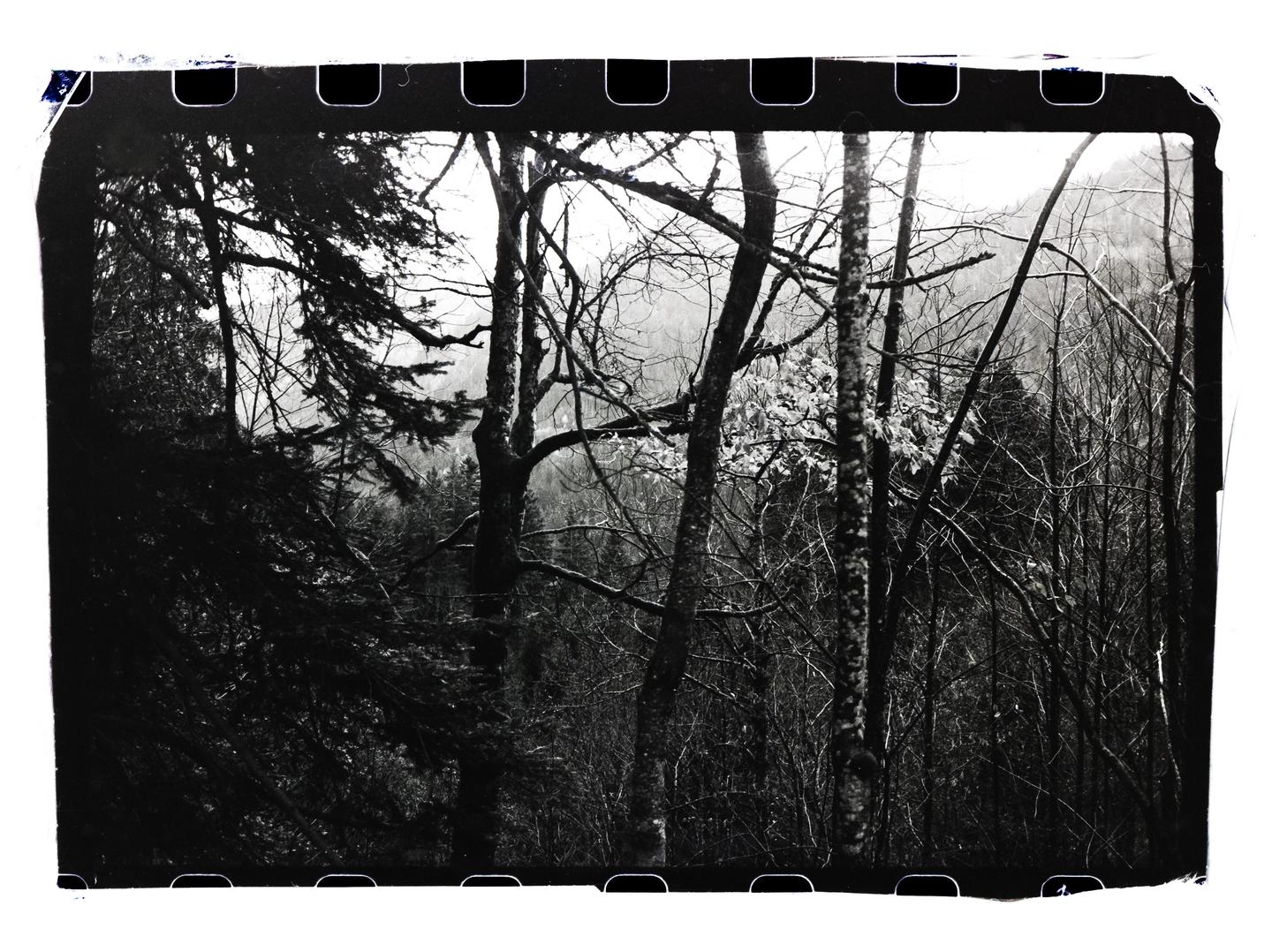 A dense forest with bare trees and some evergreens is shown in black and white.