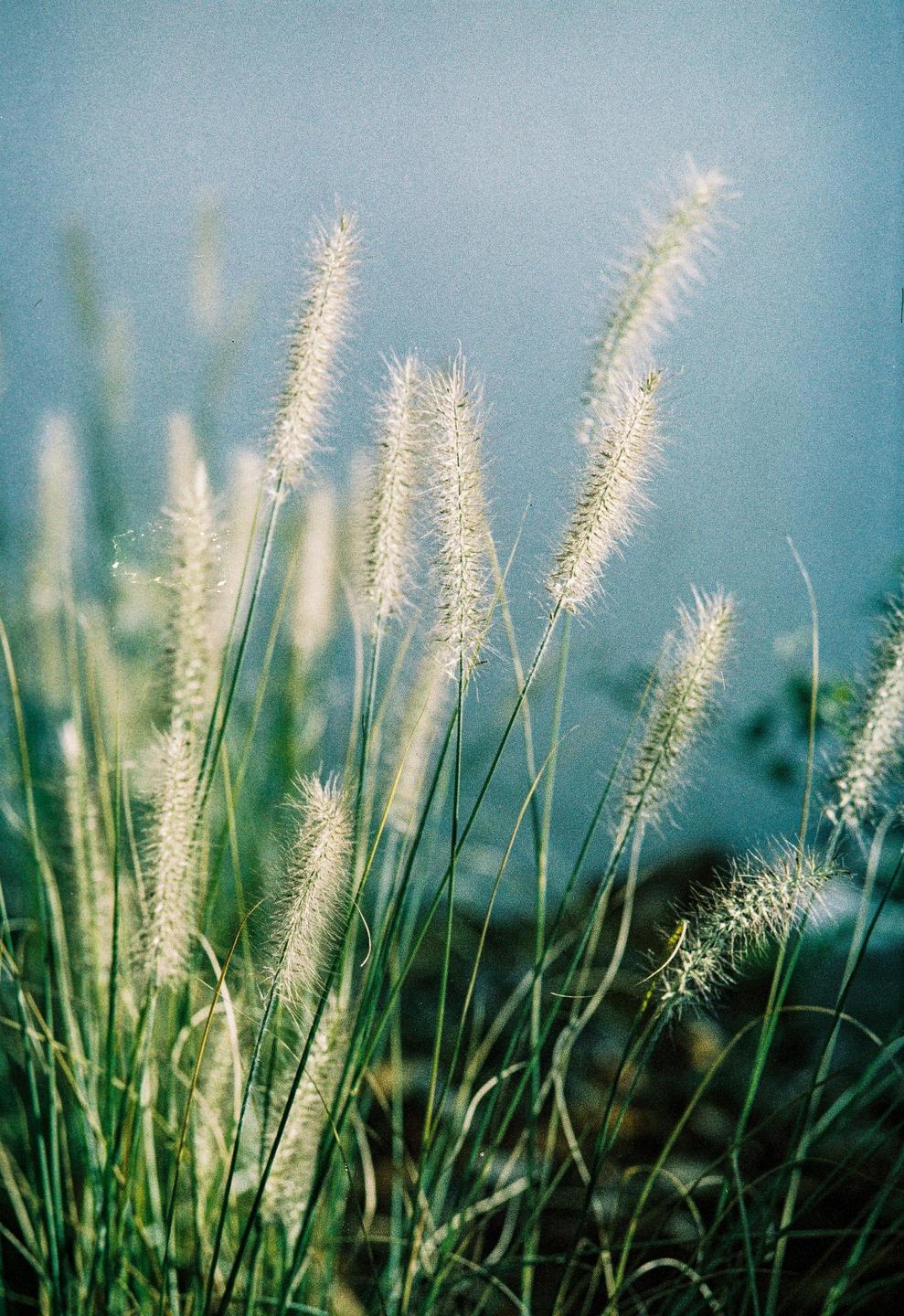 A close-up shot shows several stalks of feathery grass against a light blue background.