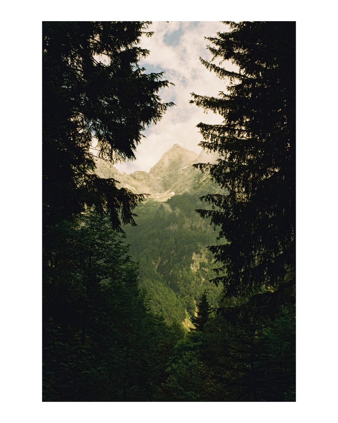 A mountain peak is visible through a frame of dark evergreen trees.