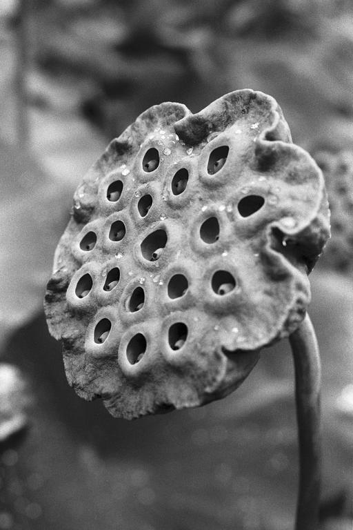 A close-up, black and white image shows a lotus seed pod with many holes and small seeds inside.