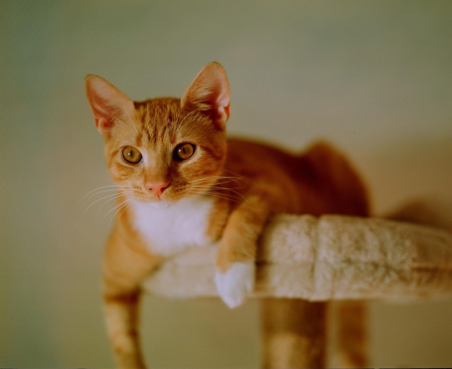 An orange cat with white paws and chest lies on a cat tree and looks at the viewer.