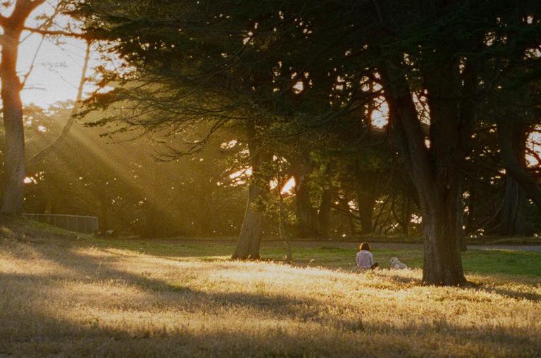 A woman and a dog sit in a field with trees and sun rays shining through the branches.