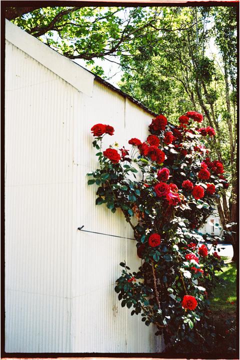 A white corrugated wall is covered in red roses and green foliage.