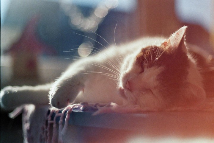 A white and brown cat is sleeping in a sunbeam.