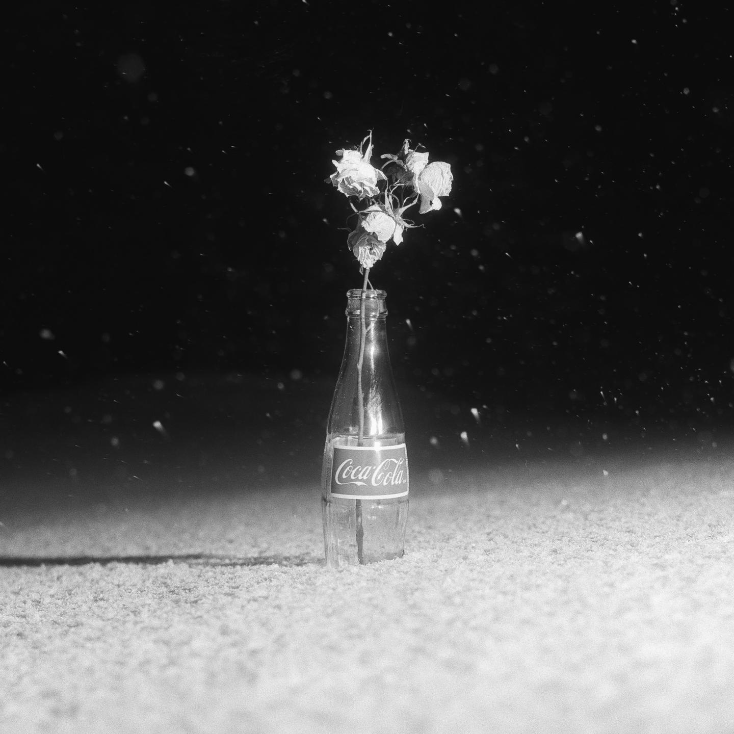 A Coca-Cola bottle with dried flowers stands in the snow at night.