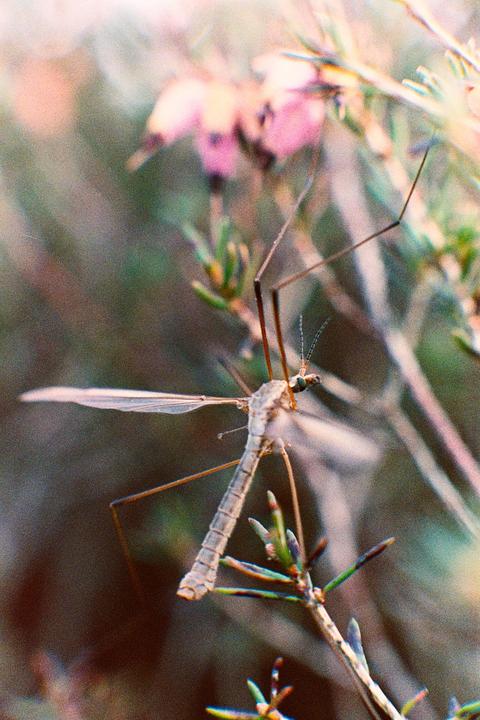 A crane fly rests on a plant with small pink flowers in the background.