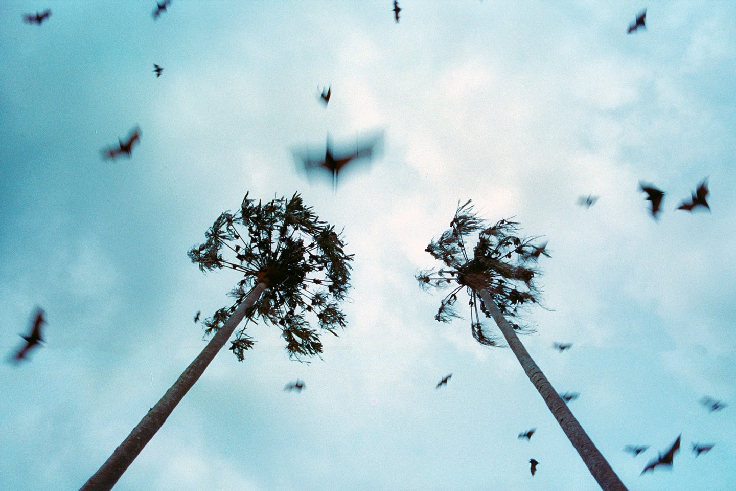 A low-angle shot shows two palm trees against a cloudy sky with many bats flying around them.