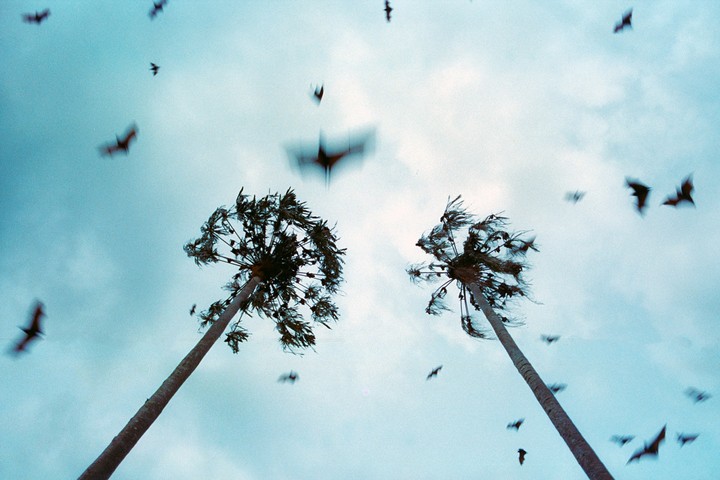 A low-angle shot shows two palm trees against a cloudy sky with many bats flying around them.