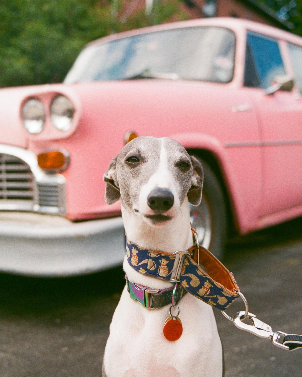 A whippet with a patterned collar sits in front of a pink car.