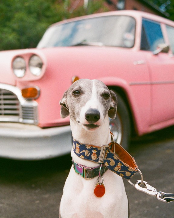 A whippet with a patterned collar sits in front of a pink car.