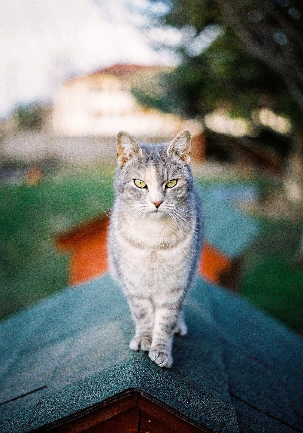 A tabby cat with green eyes stands on a dark green roof.
