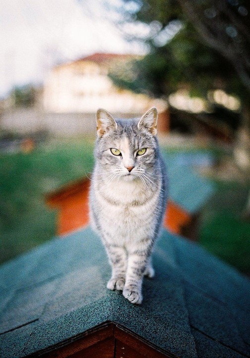 A tabby cat with green eyes stands on a dark green roof.