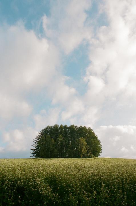 A cluster of trees sits atop a hill covered in a field of small white flowers under a cloudy sky.