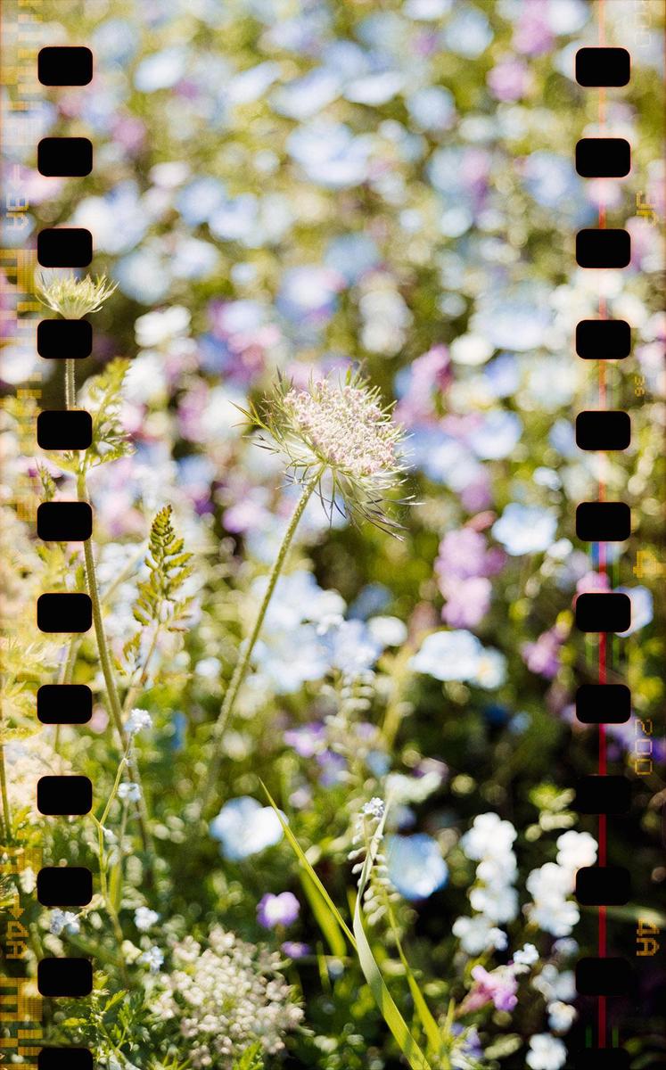 A single white flower stands out against a blurred background of colorful wildflowers.