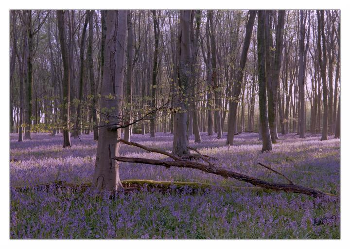 A forest of tall, slender trees with a carpet of purple flowers on the ground and a fallen tree trunk in the foreground.