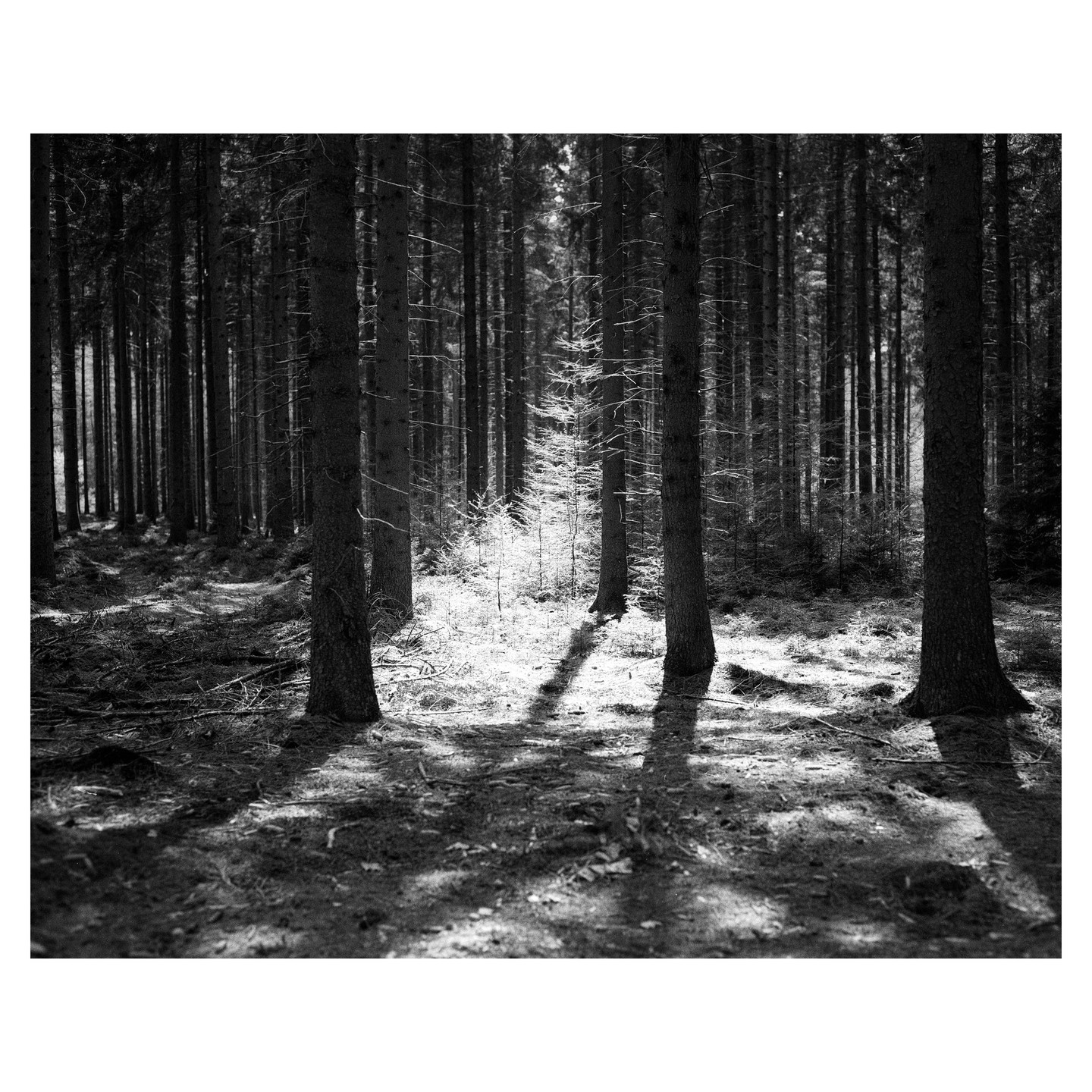 Sunlight streams through a dense forest, casting long shadows on the ground.