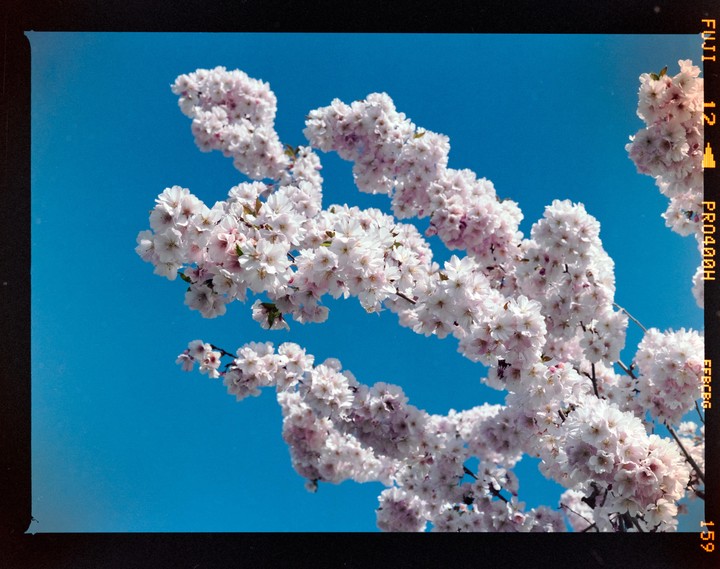 A branch of cherry blossoms is set against a clear blue sky.