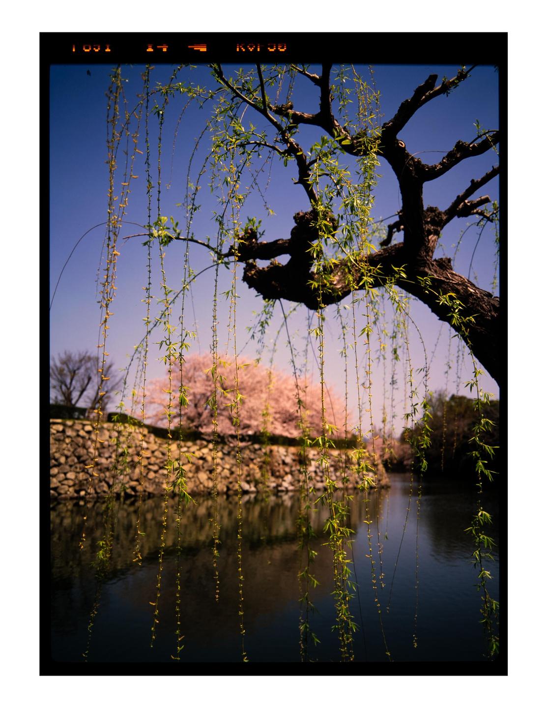 A weeping willow branch with new leaves hangs over a moat with a stone wall and cherry blossoms in the background.