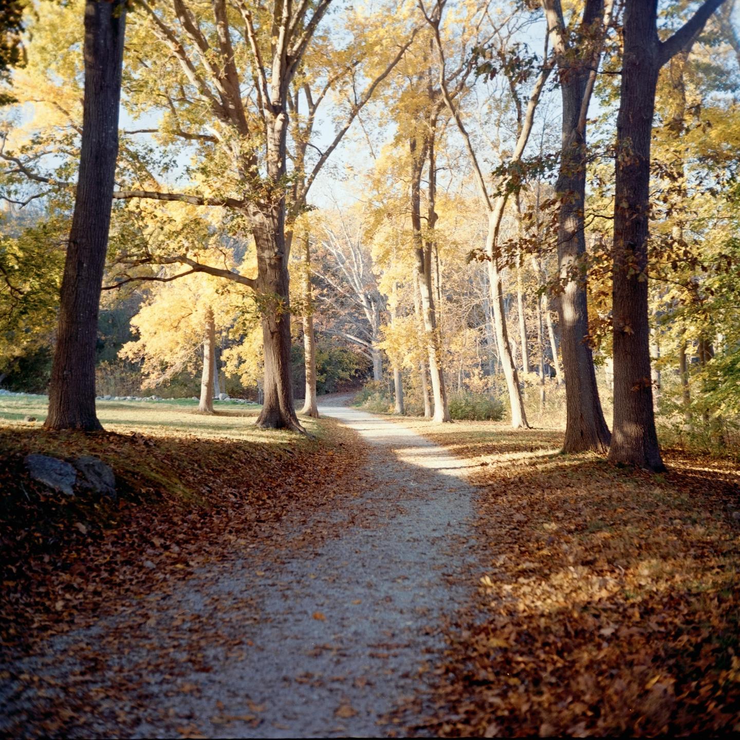 A path covered in autumn leaves winds through a forest with tall trees.