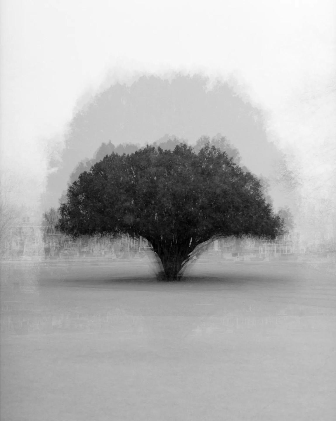 A single tree stands in a field with a blurred background of other trees and buildings.