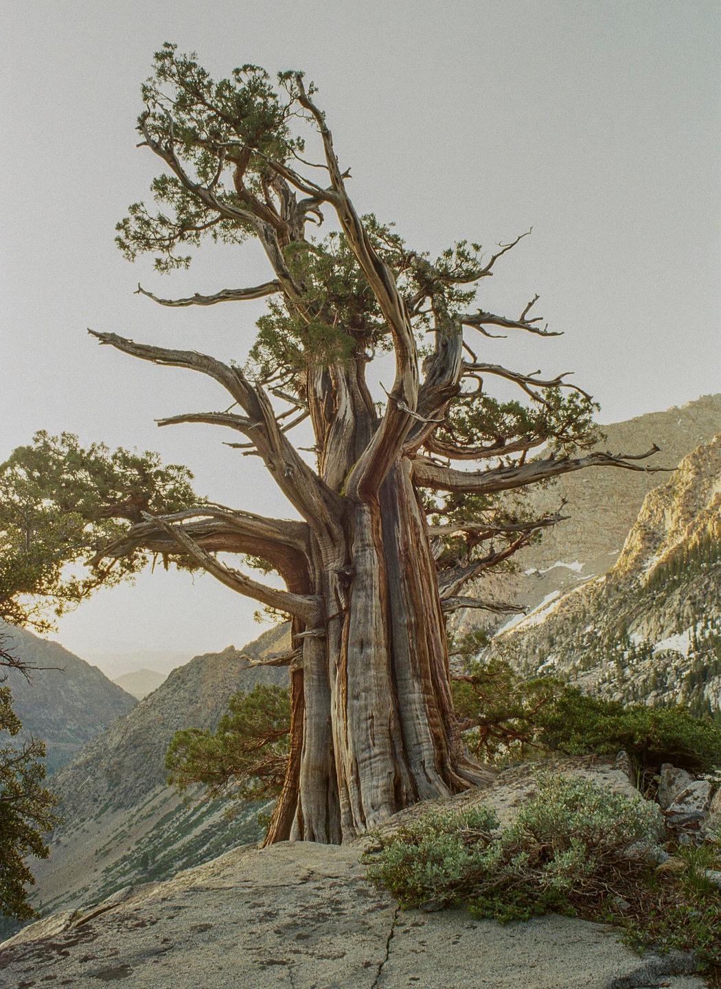 A large, gnarled tree stands on a rocky outcrop overlooking a mountain valley.