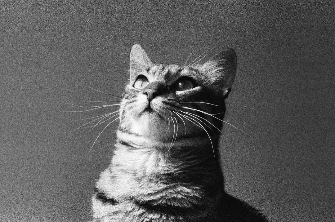 A cat with striped fur looks up and to the left.