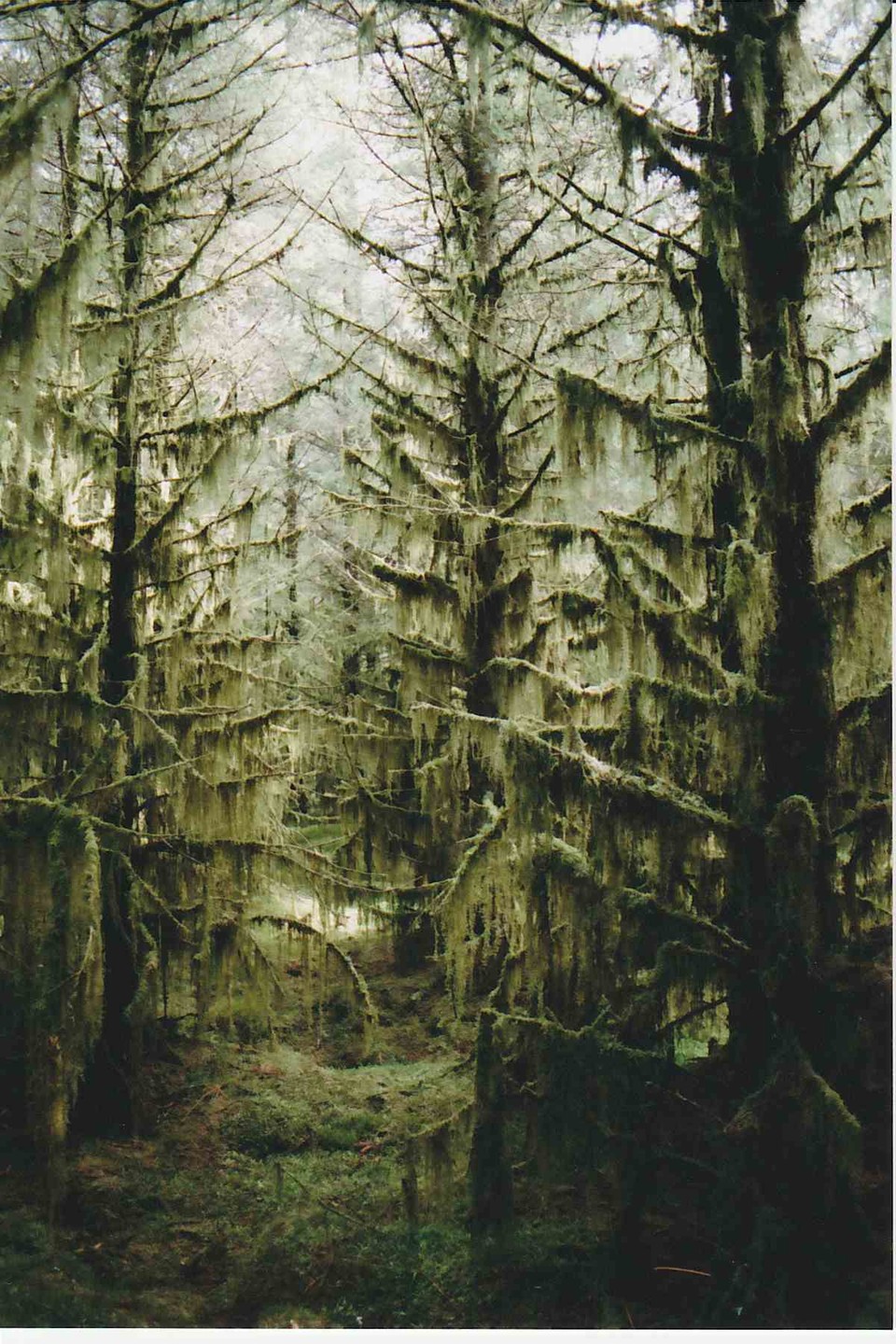 A dense forest is filled with trees covered in long, hanging moss.