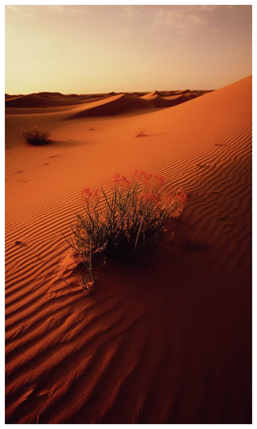 A desert plant with red flowers grows on a sand dune with ripples in the sand.