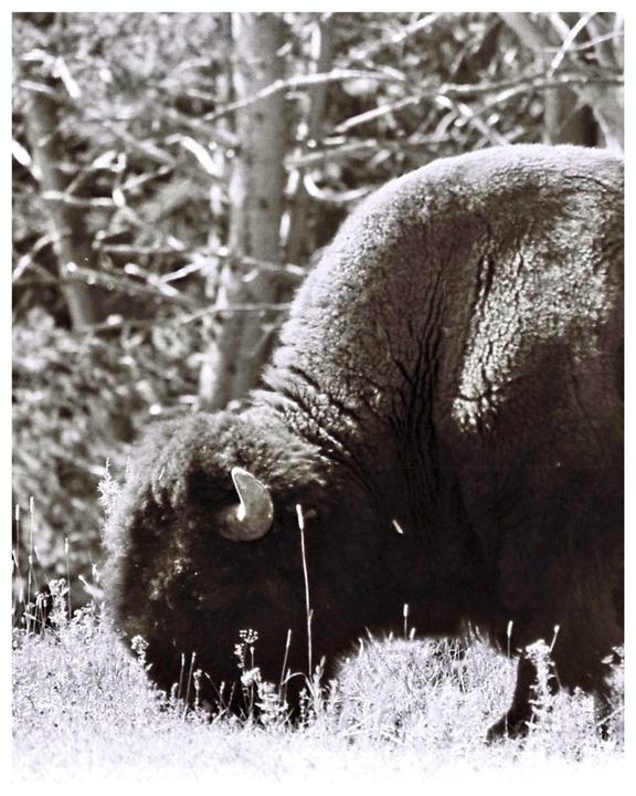 A bison grazes in a field with trees in the background.