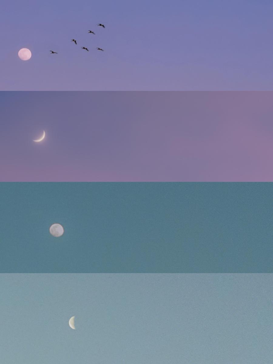 Four panels show the moon in different phases and colors, with birds flying in the top panel.