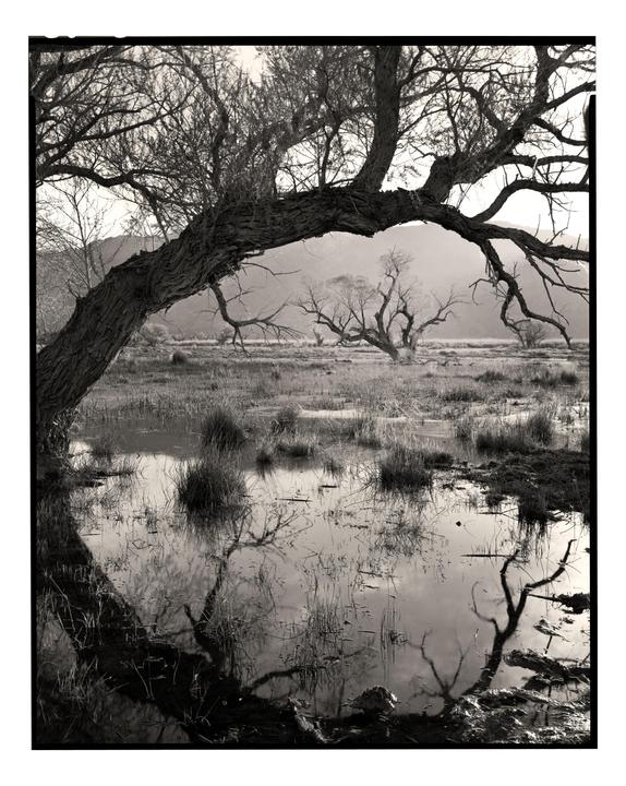 A large, gnarled tree branch extends over a marshy field with its reflection visible in the water.