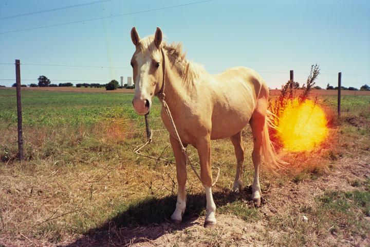 A horse stands in a field with a bright orange light flare behind it.
