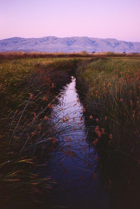 A narrow stream flows through a marsh with mountains in the background under a purple sky.
