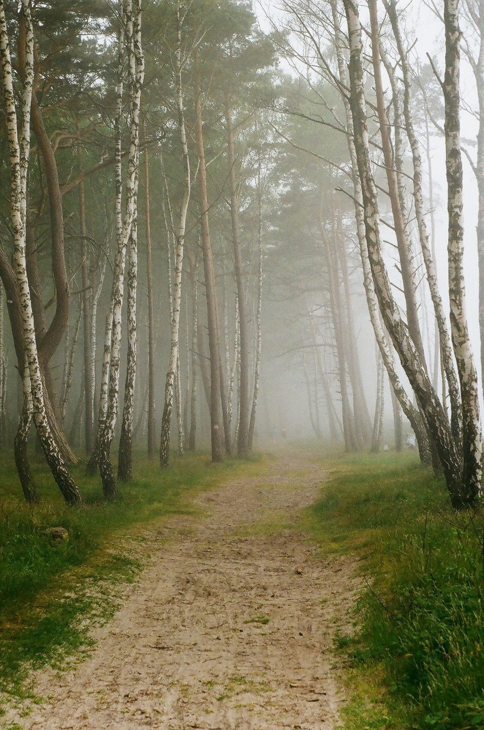 A dirt path winds through a forest of birch and pine trees shrouded in fog.